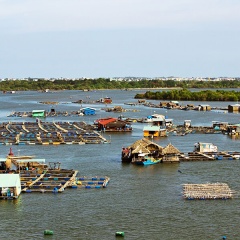 Hỗ trợ người nuôi thủy sản thủ tục giãn nợ và vay thêm vốn